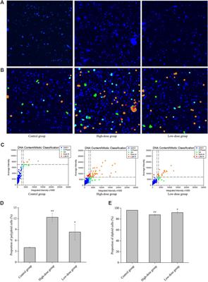 Chlorogenic acid compounds from sweetpotato (Ipomoea batatas L.) leaves facilitate megakaryocyte differentiation and thrombocytopoiesis via PI3K/AKT pathway